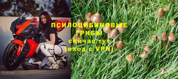 прущие крисы Тында